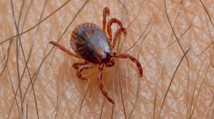 Asian tick has become common in Brandenburg